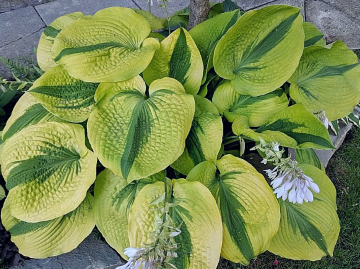 Ontario Hosta Society