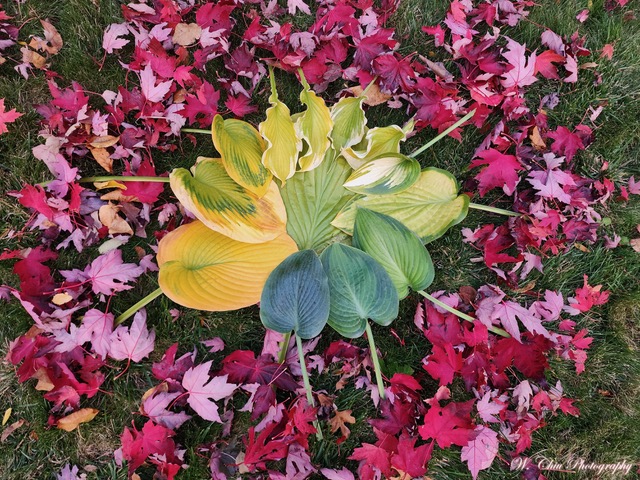 Ontario Hosta Society